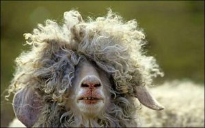 Having a bad hair day.